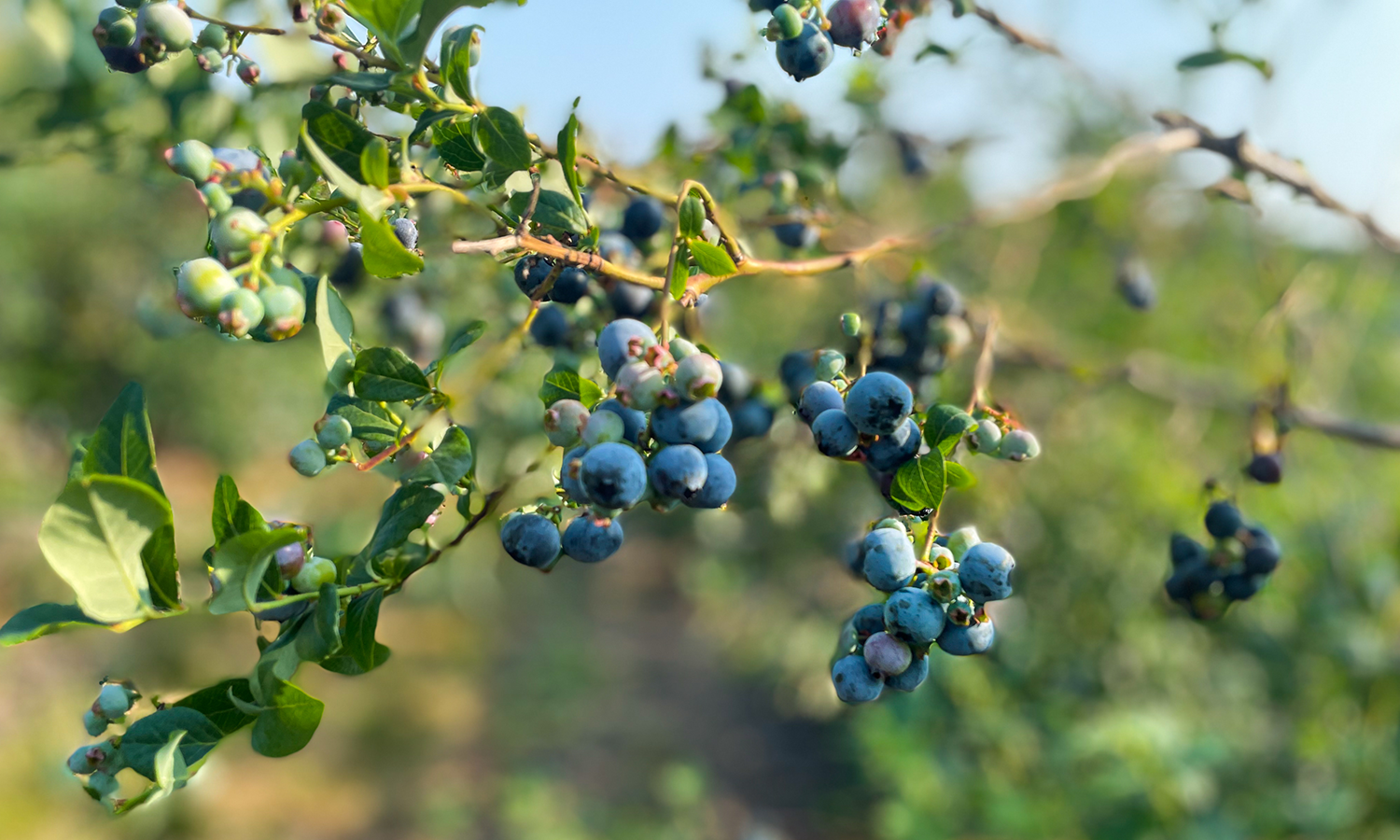 Blueberry Picking in West Michigan Greenmark Equipment